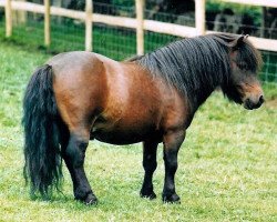 stallion Kerswell Nijinsky (Shetland pony (under 87 cm), 1977, from Ron of North Wells)