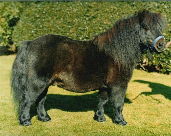 stallion Vorden Picea (Shetland Pony, 1982, from Hugo of Longacre)