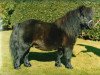 stallion Vorden Picea (Shetland Pony, 1982, from Hugo of Longacre)