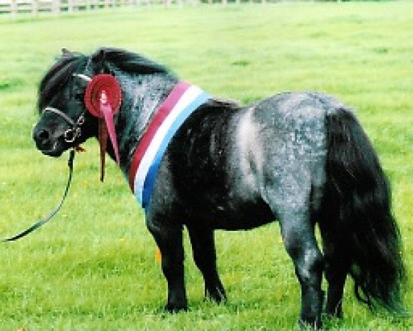 stallion New Park Chieftain (Shetland pony (under 87 cm), 1984, from Birling Spitfire)