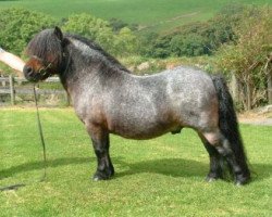 stallion Kerswell Crusader (Shetland pony (under 87 cm), 1994, from New Park Chieftain)