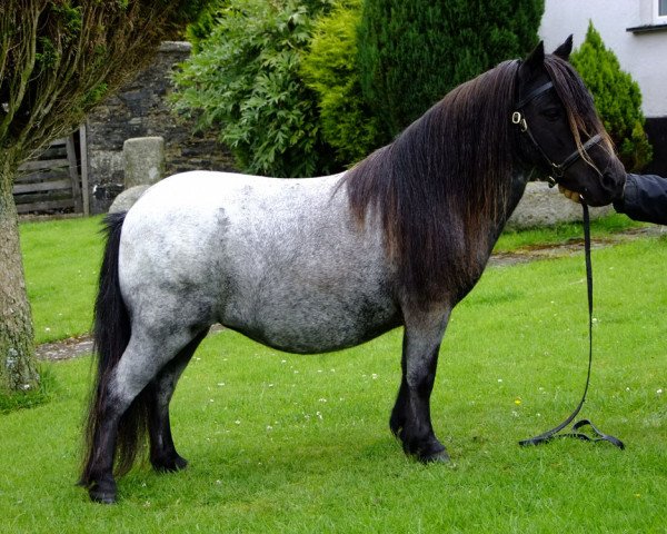 Zuchtstute Halstock Muffet (Shetland Pony (unter 87 cm), 2004, von Kerswell Crusader)