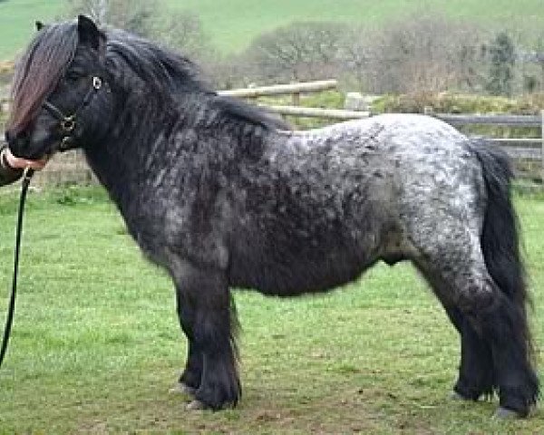 Deckhengst Kerswell Warrior (Shetland Pony (unter 87 cm), 1994, von Vorden Picea)