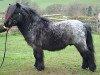 stallion Kerswell Warrior (Shetland pony (under 87 cm), 1994, from Vorden Picea)