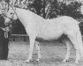 Zuchtstute Finola of Leam (Connemara-Pony, 1958, von Lavalley Rebel)