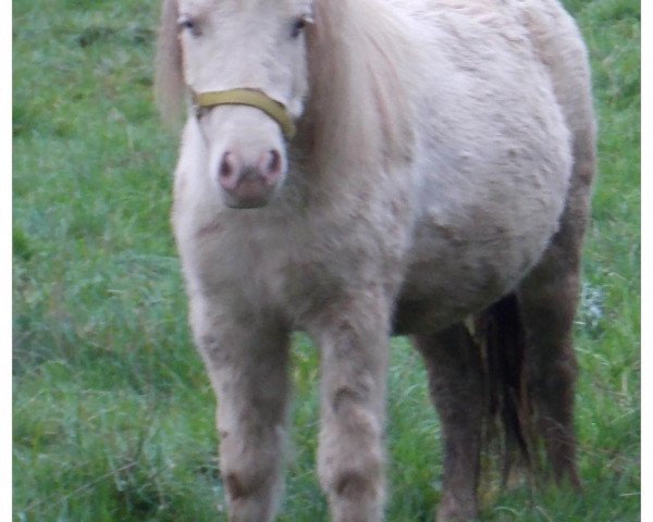 Zuchtstute Kaschyra (Shetland Pony, 2007, von Karon III)