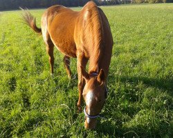 horse Baby (Bavarian, 1991, from Balzac)