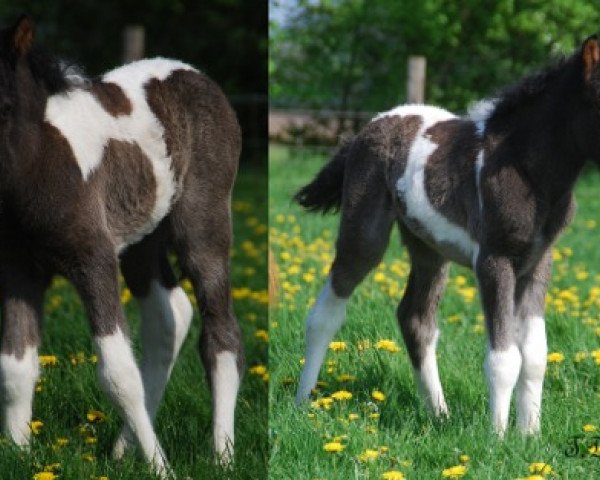 Pferd Rökkvadis vom Derkingshof (Islandpferd, 2012, von Saelingur vom Grönholm)