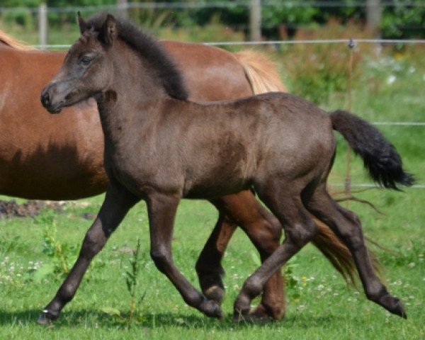 horse Atorka vom Derkingshof (Iceland Horse, 2013, from Isjaki von Rutenmühle)