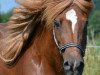 broodmare Otra von Halasum (Iceland Horse, 1995, from Orri vom Waldhof)