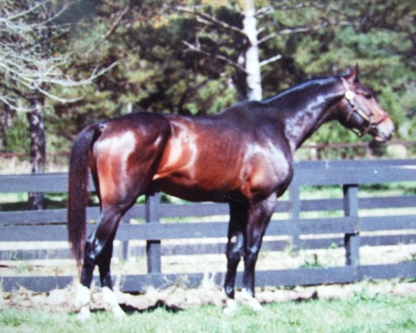 stallion Malthus (Holsteiner, 1979, from Malteser)