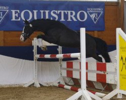 dressage horse Viel Spass (German Riding Pony, 2009, from Valido)