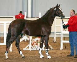 Pferd Last Man Jumping (Westfale, 2011, von Last Man Standing)