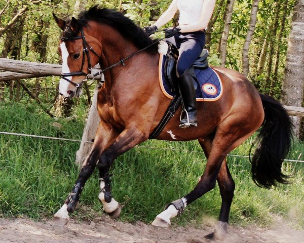 eventing horse Lille Soester (German Warmblood, 2007)