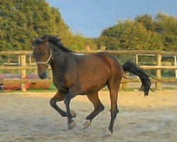 jumper Kolvenfeld's Carsantos (German Warmblood, 2009, from Carell)