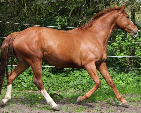 Zuchtstute Bahiah (Hannoveraner, 2008, von Harmony's Baroncelli)