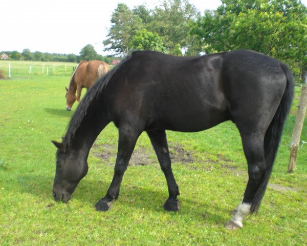 horse Indu 2 (Hanoverian, 1989, from Imperator)