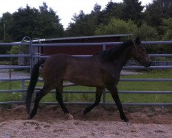 broodmare Flo (Welsh-Pony (Section B), 2003, from Rock Grey Tycoon)