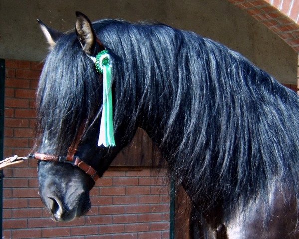 stallion Imperioso XXVIII (Pura Raza Espanola (PRE),  , from Bienvenido IV)