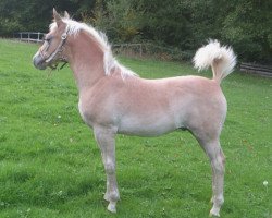 horse Amigo Zeus (Haflinger, 2013)