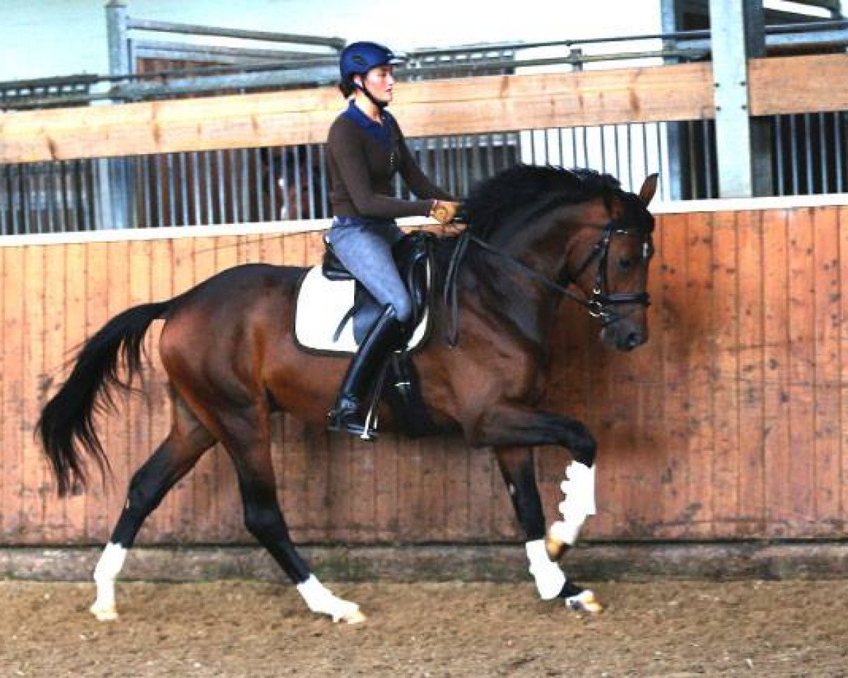 Springpferd Q Eins Th (Bayer, 2010, von Quaterback)