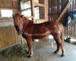 broodmare Tibra vom Hochwaldhof (Iceland Horse, 2000, from Frekjur fra Fuglsang 1)