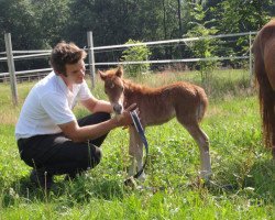 horse Ducky (Dt.Part-bred Shetland pony, 2011, from Betolli vom Borkenbrink)