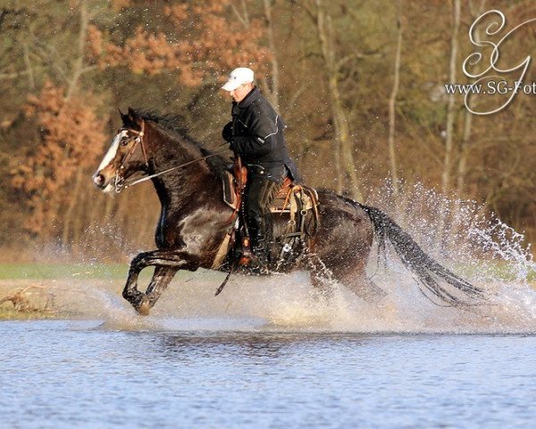 jumper Bacardi 181 (Connemara Pony, 2006)