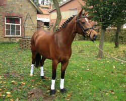 dressage horse C'est ma Chérie (German Riding Pony, 2009, from Kennedy WE)