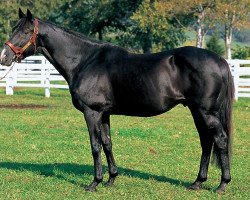 stallion Genuine xx (Thoroughbred, 1992, from Sunday Silence xx)