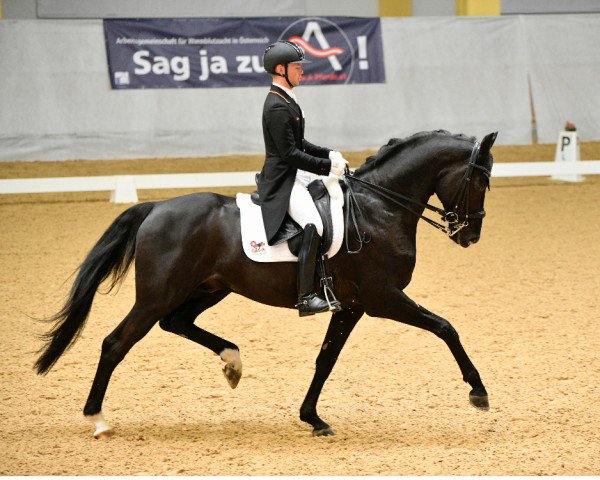 stallion Dieudonné (Württemberger, 2013, from Dante Weltino Old)