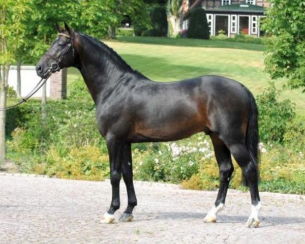 stallion Contendro I (Holsteiner, 1997, from Contender)