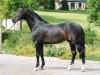 stallion Contendro I (Holsteiner, 1997, from Contender)