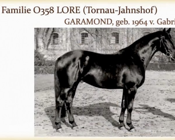 horse Garamond (Trakehner, 1964, from Gabriel)