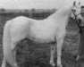 Zuchtstute Waterfield Grey (Connemara-Pony, 1944, von Suborden mith)