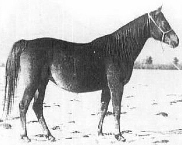 broodmare Mokdiara ox (Arabian thoroughbred, 1940, from Hadjar ox)