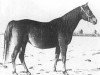 broodmare Mokdiara ox (Arabian thoroughbred, 1940, from Hadjar ox)