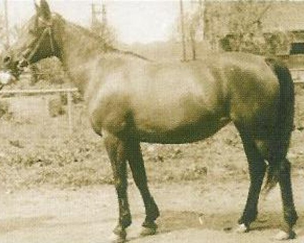 broodmare Diara Mokka ox (Arabian thoroughbred, 1950, from Wielki Szlem 1938 ox)