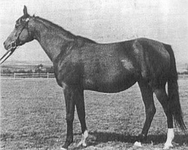 broodmare Celina ox (Arabian thoroughbred, 1949, from Witraz 1938 ox)