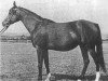 broodmare Celina ox (Arabian thoroughbred, 1949, from Witraz 1938 ox)