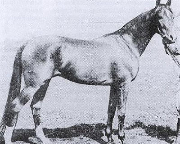 stallion Rasim III ox (Arabian thoroughbred, 1931, from Rasim 1906 ox)