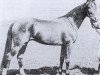 stallion Rasim III ox (Arabian thoroughbred, 1931, from Rasim 1906 ox)