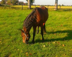 Pferd Ovillo (Pura Raza Espanola (PRE), 2007, von Doctor XXIV)