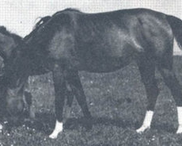 Zuchtstute Elza ox (Vollblutaraber, 1942, von Rasim Pierwszy ox)