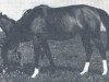 broodmare Elza ox (Arabian thoroughbred, 1942, from Rasim Pierwszy ox)