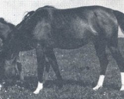 broodmare Elza ox (Arabian thoroughbred, 1942, from Rasim Pierwszy ox)