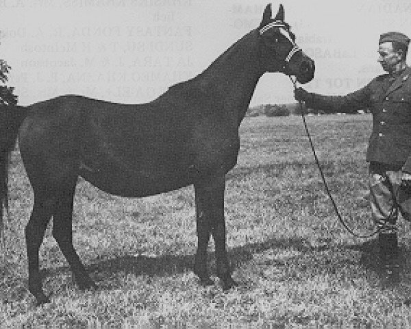 Zuchtstute Ellora ox (Vollblutaraber, 1950, von Witraz 1938 ox)