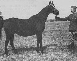 broodmare Ellora ox (Arabian thoroughbred, 1950, from Witraz 1938 ox)