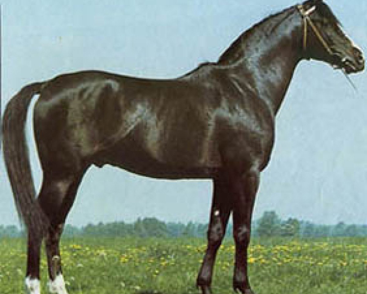 stallion El Azrak ox (Arabian purebred, 1960, from Faher ox)
