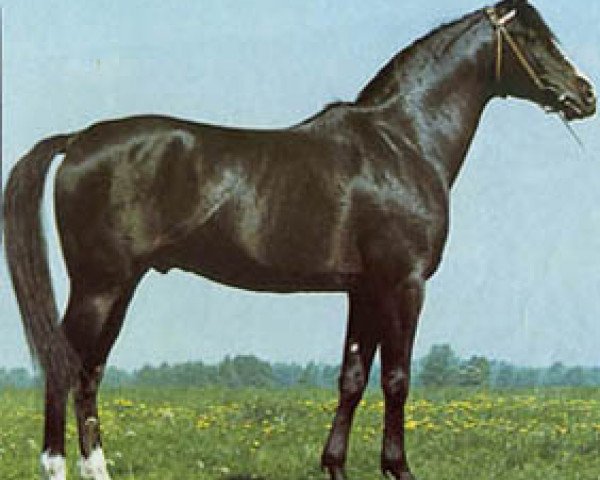 stallion El Azrak ox (Arabian thoroughbred, 1960, from Faher ox)